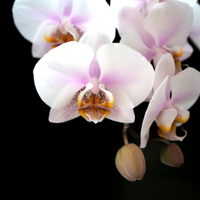 Spa products and flowers